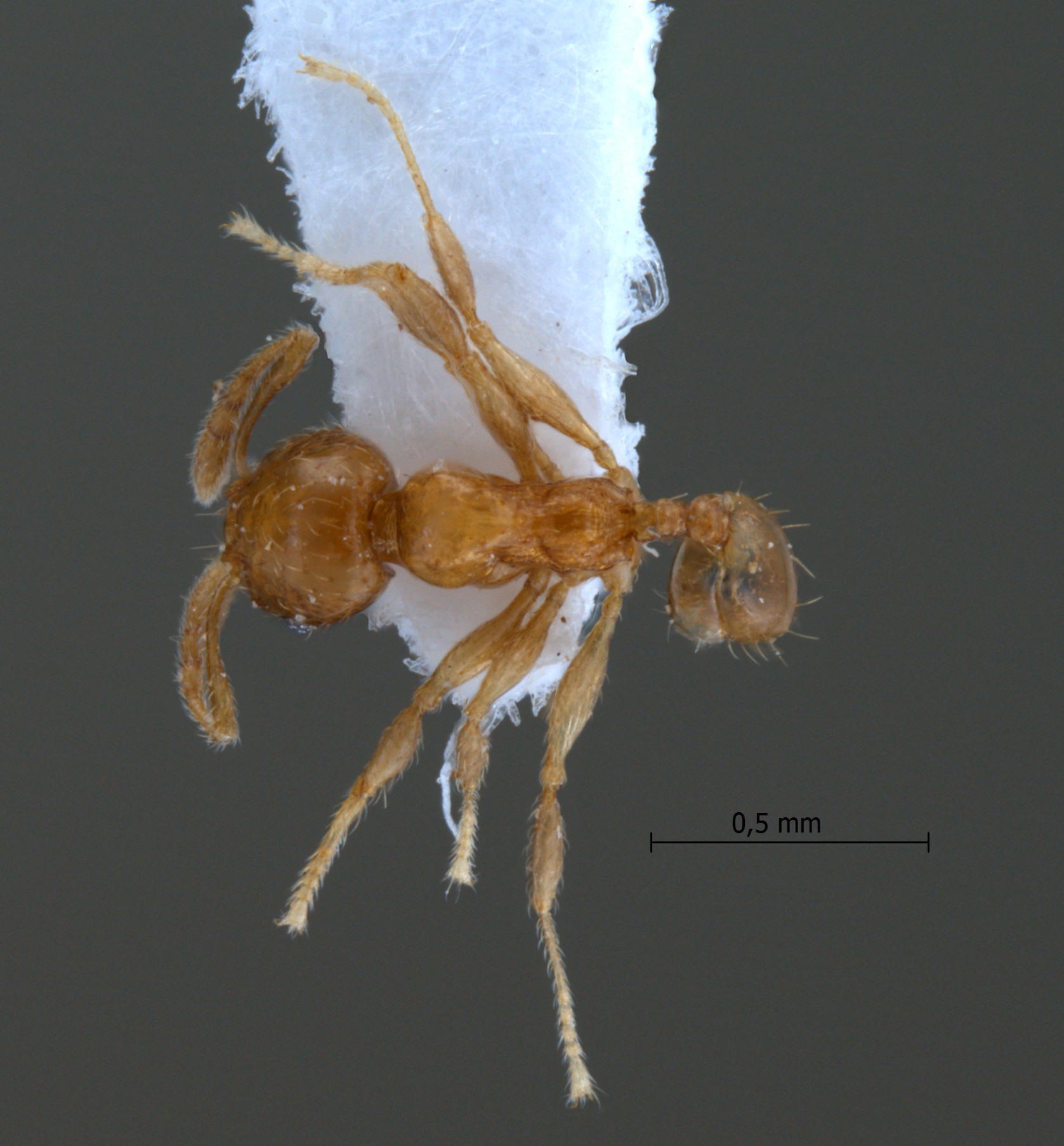 Foto Pheidole planidorsum Eguchi, 2001 dorsal