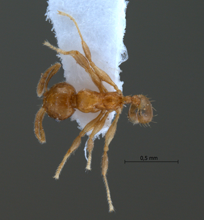 Pheidole planidorsum Eguchi, 2001 dorsal