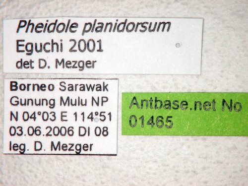 Pheidole planidorsum Eguchi, 2001 Label