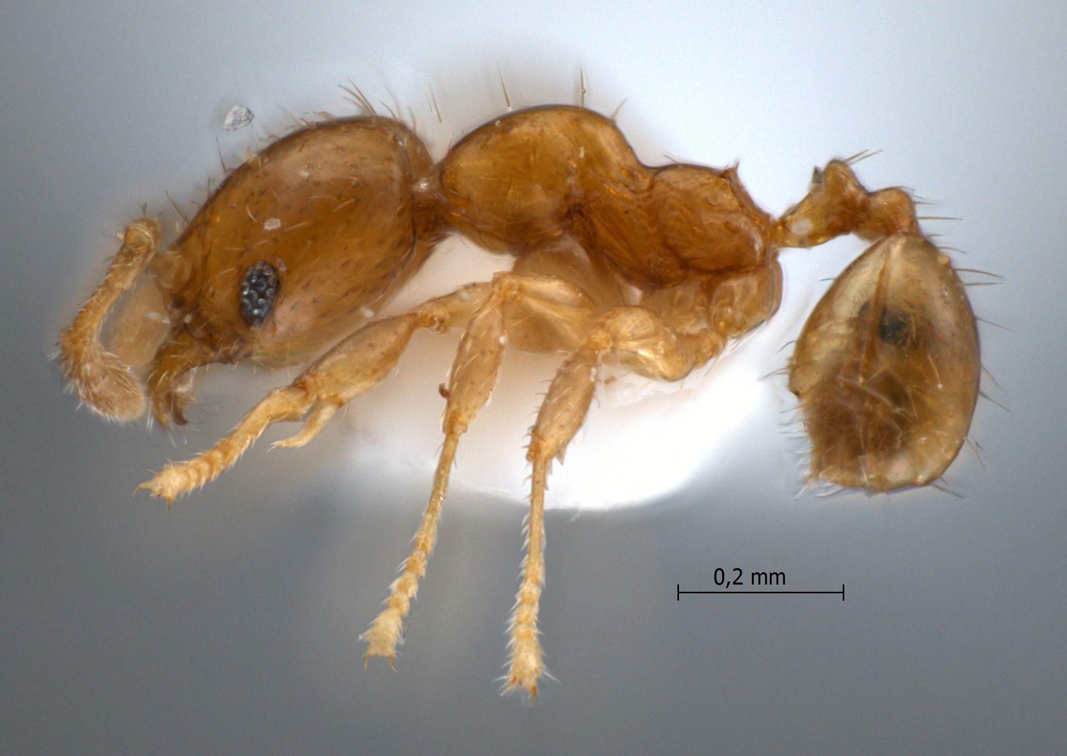 Foto Pheidole planidorsum Eguchi, 2001 lateral