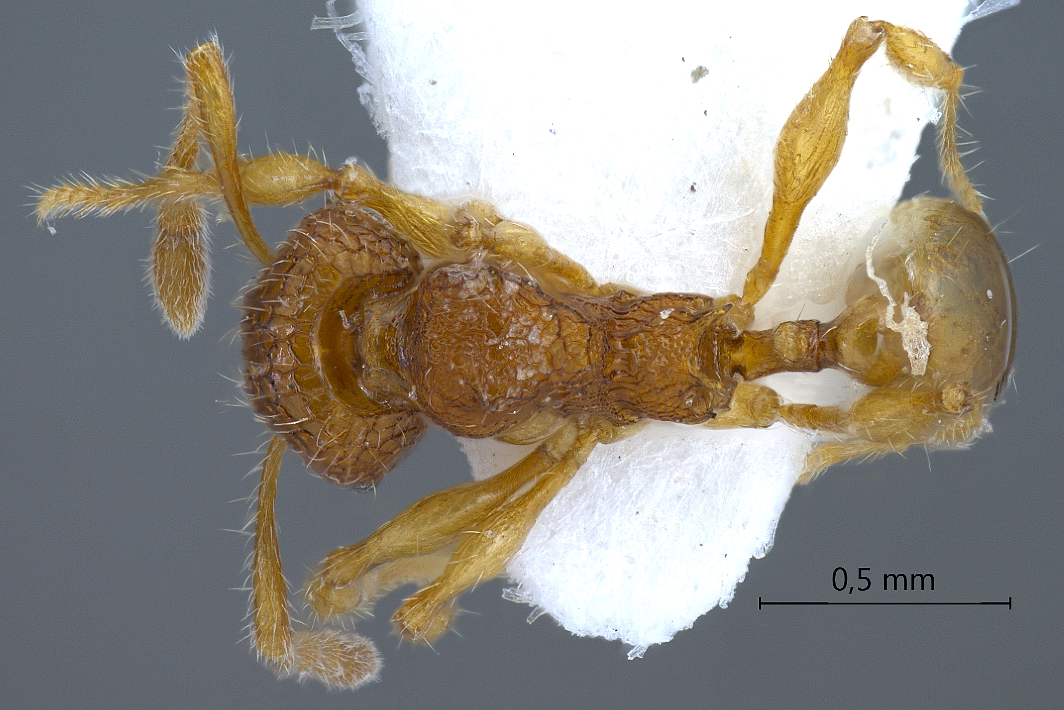 Foto Pheidole poringensis Eguchi,2001 dorsal