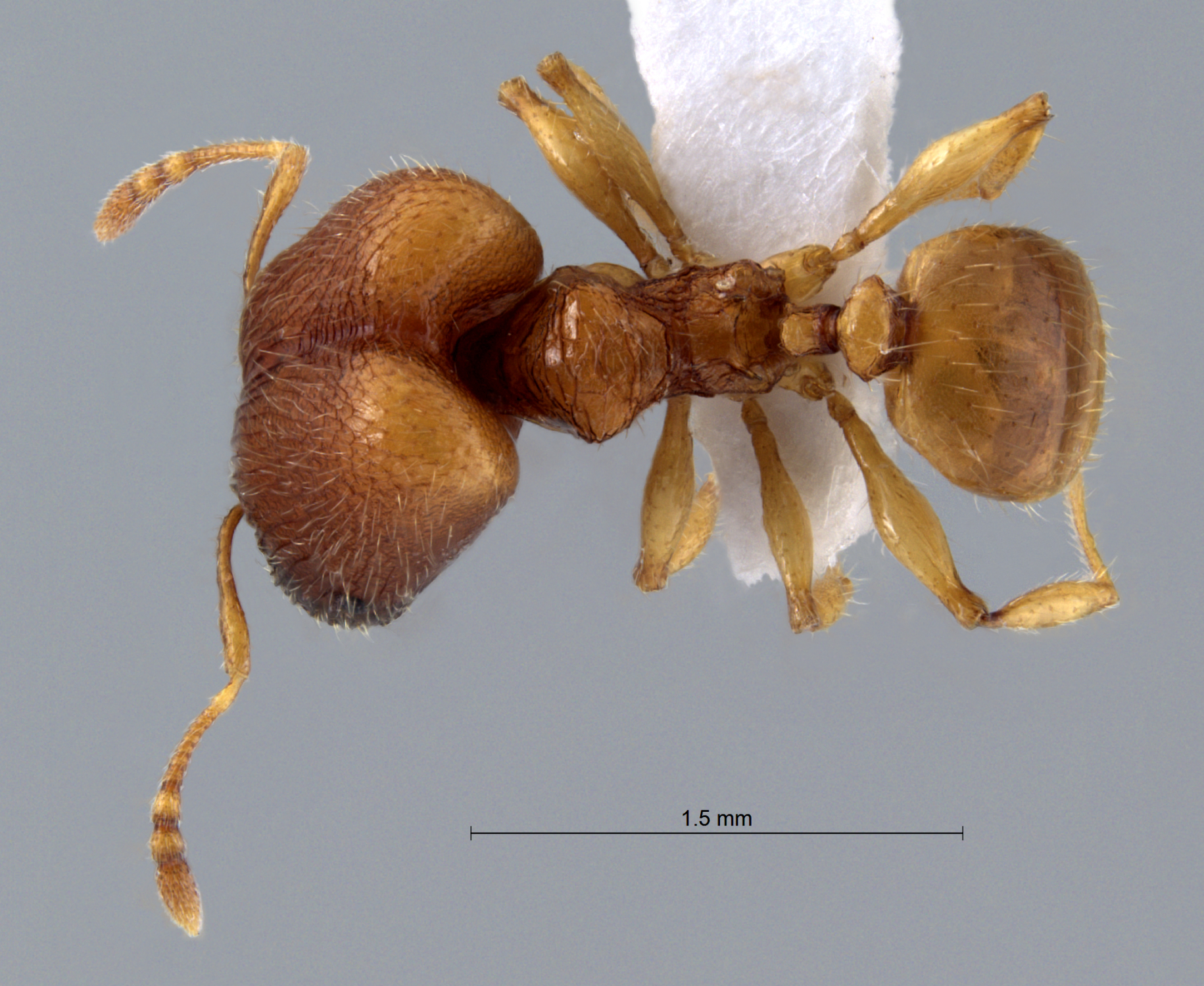 Foto Pheidole poringensis Eguchi,2001 dorsal