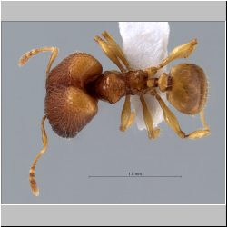 Pheidole poringensis Eguchi,2001 dorsal