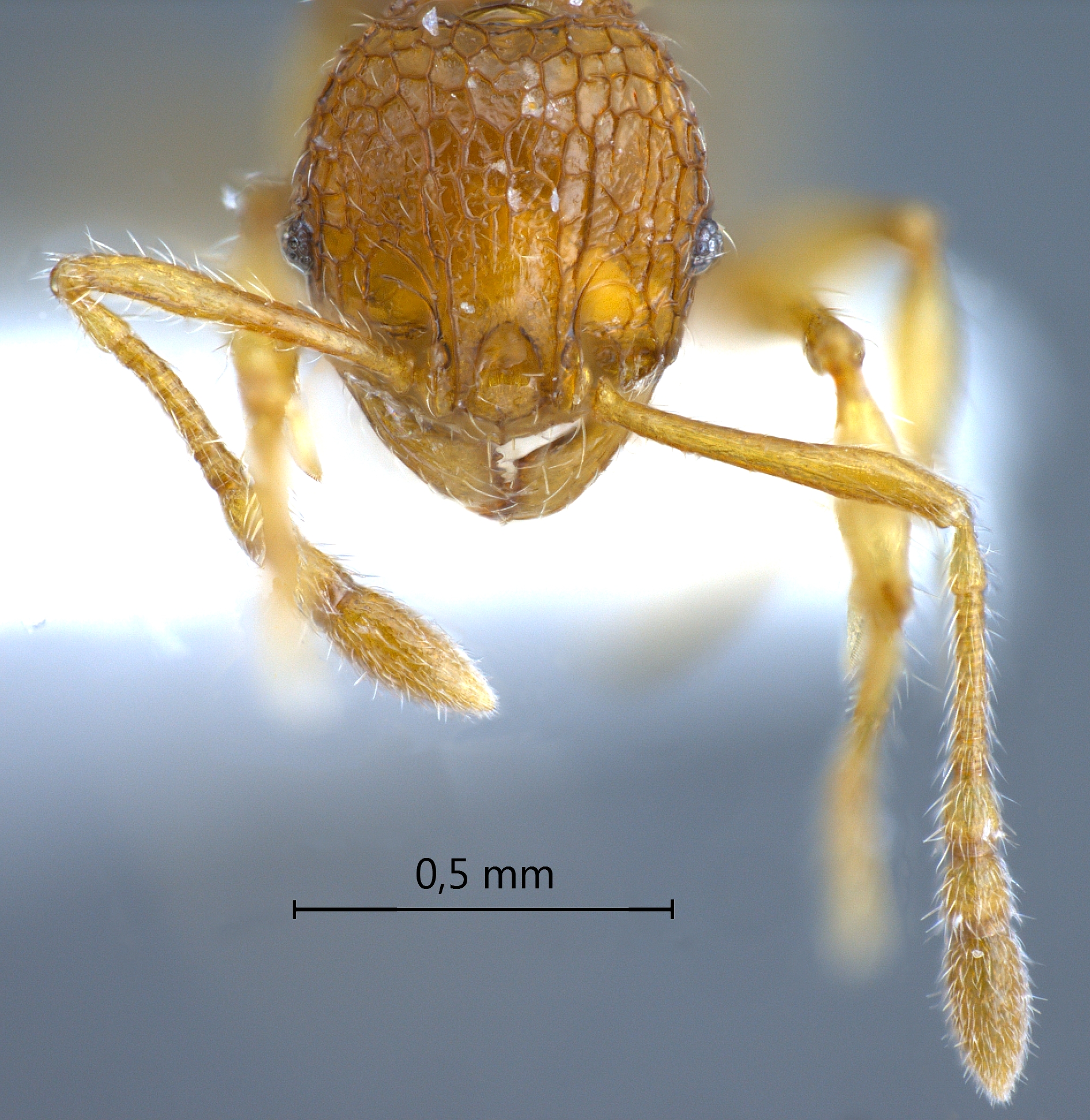 Foto Pheidole poringensis Eguchi,2001 frontal