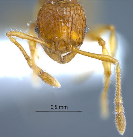 Pheidole poringensis Eguchi,2001 frontal