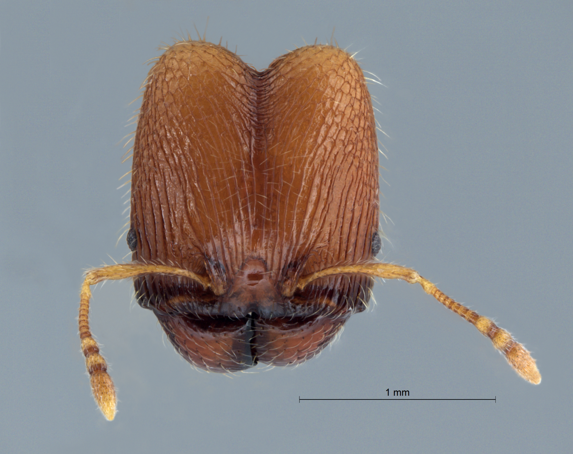 Foto Pheidole poringensis Eguchi,2001 frontal