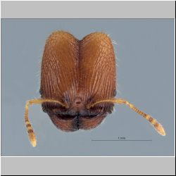 Pheidole poringensis Eguchi,2001 frontal