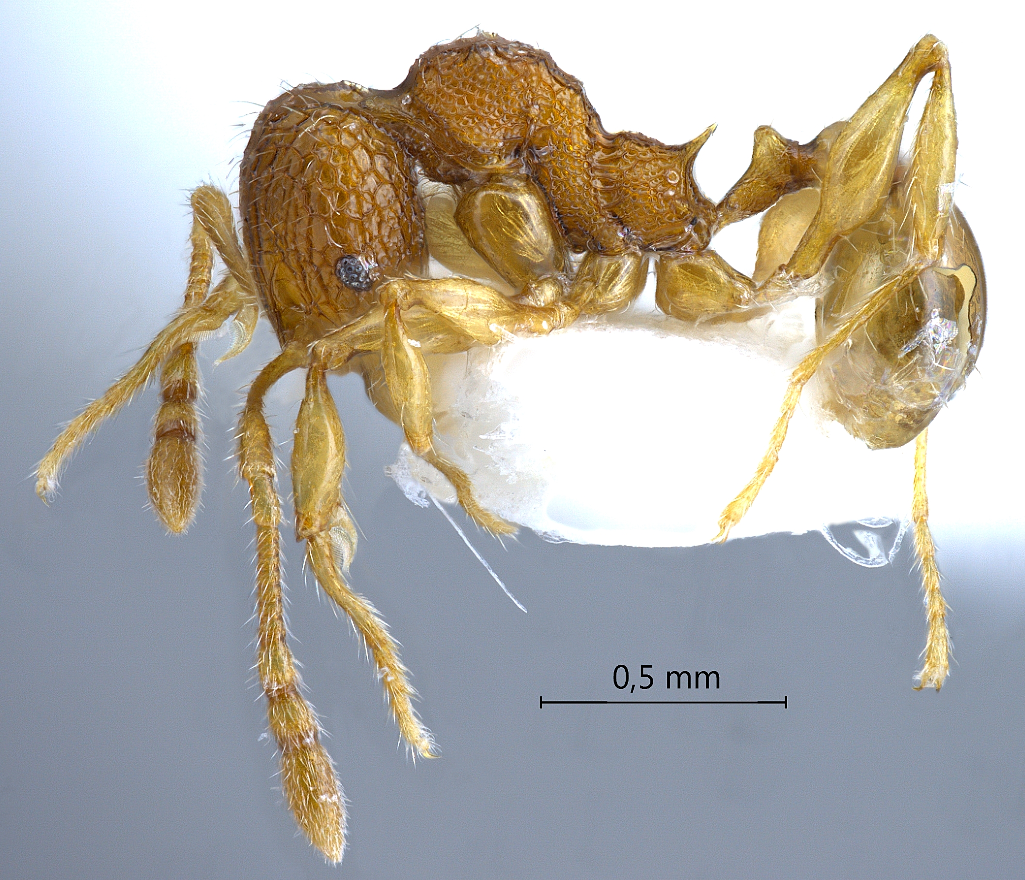 Foto Pheidole poringensis Eguchi,2001 lateral