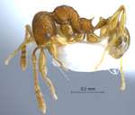 Pheidole poringensis Eguchi,2001 lateral