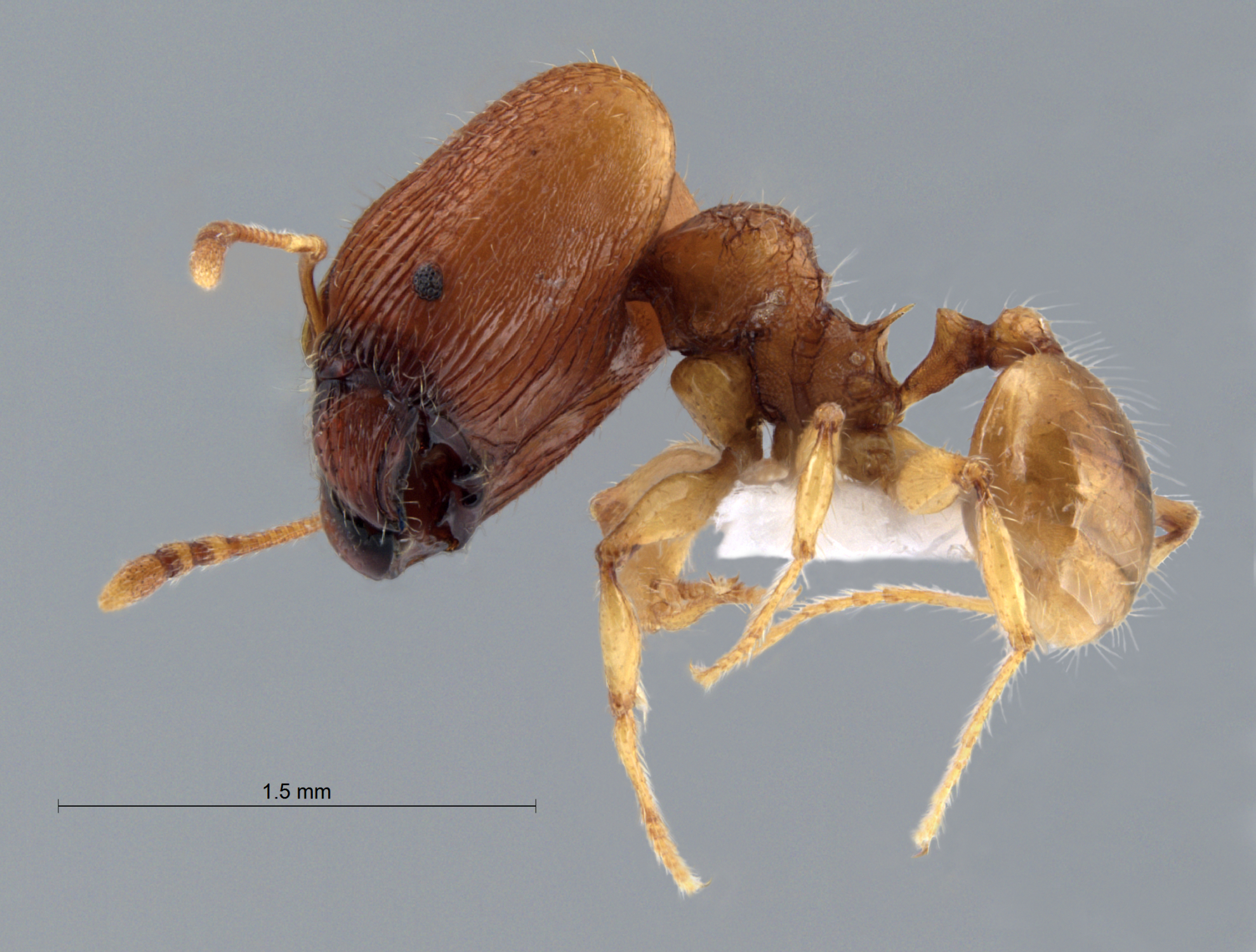 Foto Pheidole poringensis Eguchi,2001 lateral