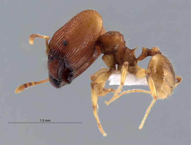 Pheidole poringensis Eguchi,2001 lateral