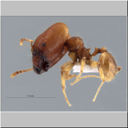 Pheidole poringensis Eguchi,2001 lateral