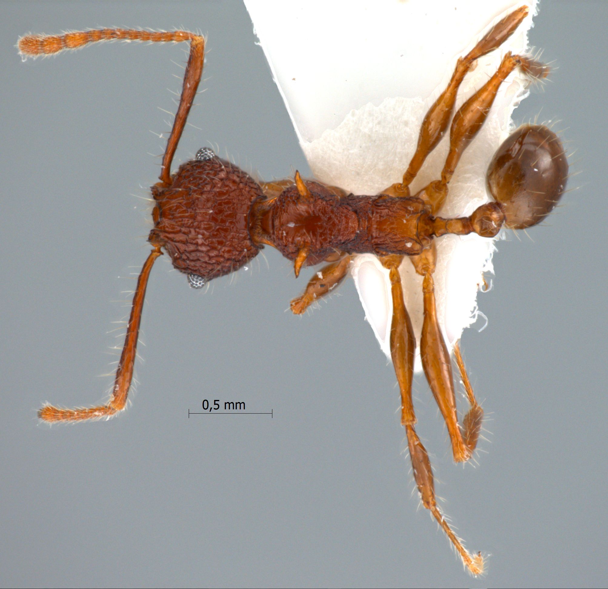 Foto Pheidole quadrensis Forel,1900 dorsal