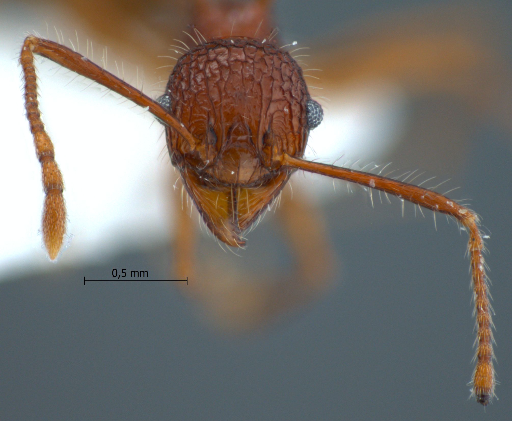 Foto Pheidole quadrensis Forel,1900 frontal