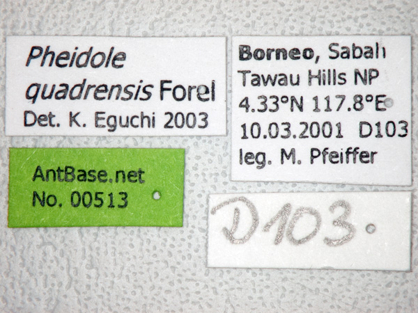 Foto Pheidole quadrensis Forel,1900 Label