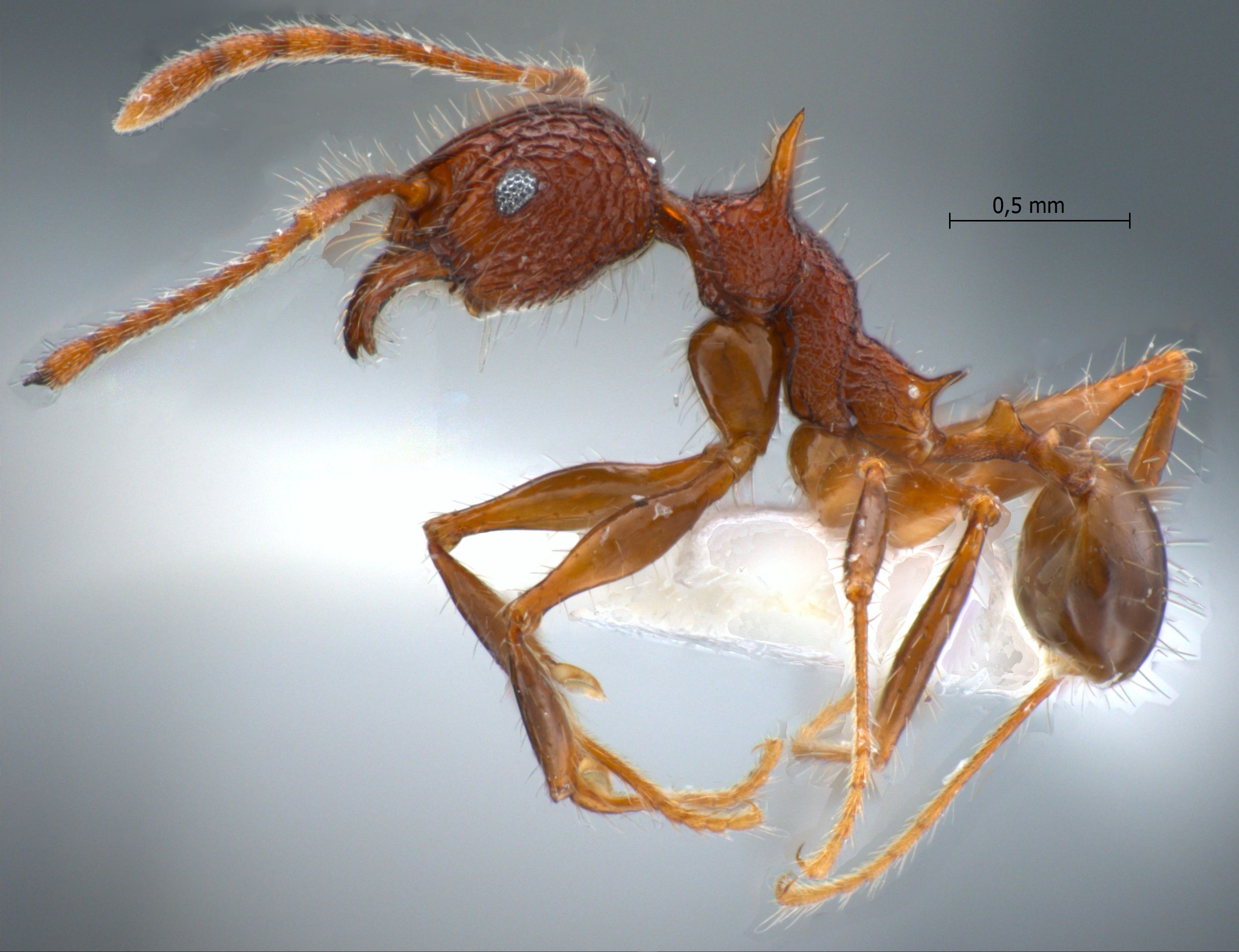 Foto Pheidole quadrensis Forel,1900 lateral