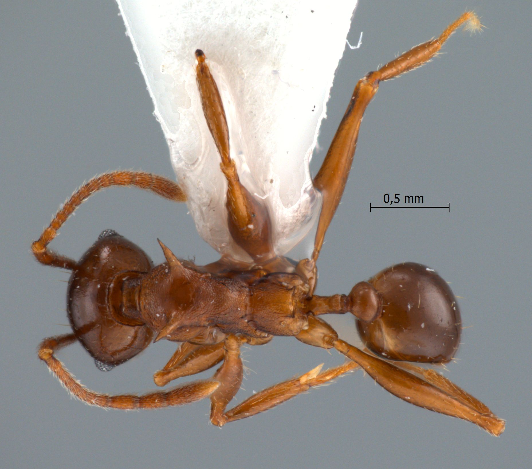 Foto Pheidole quadricuspis Emery,1900 dorsal