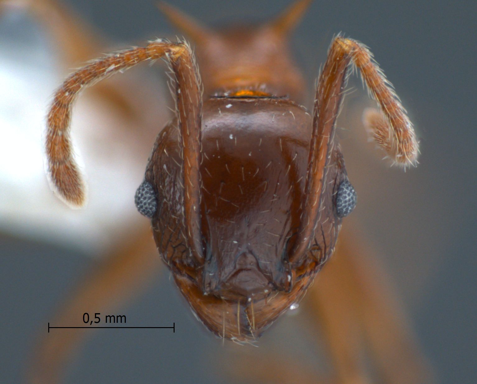 Foto Pheidole quadricuspis Emery,1900 frontal