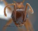 Pheidole quadricuspis Emery,1900 frontal