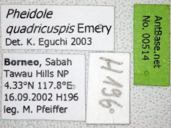 Foto Pheidole quadricuspis Emery,1900 Label