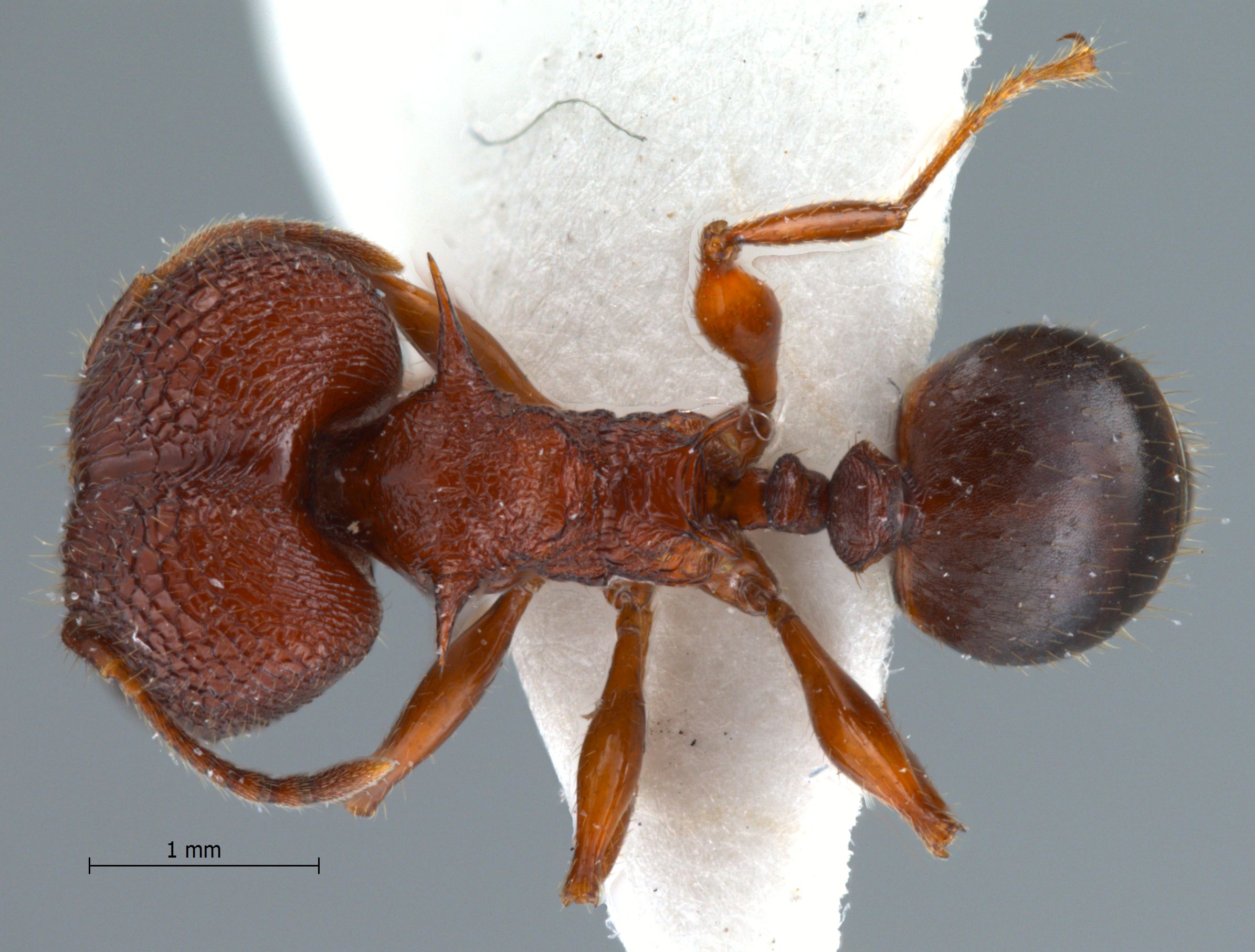 Foto Pheidole quadricuspis Emery,1900 dorsal