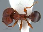 Pheidole quadricuspis Emery,1900 dorsal