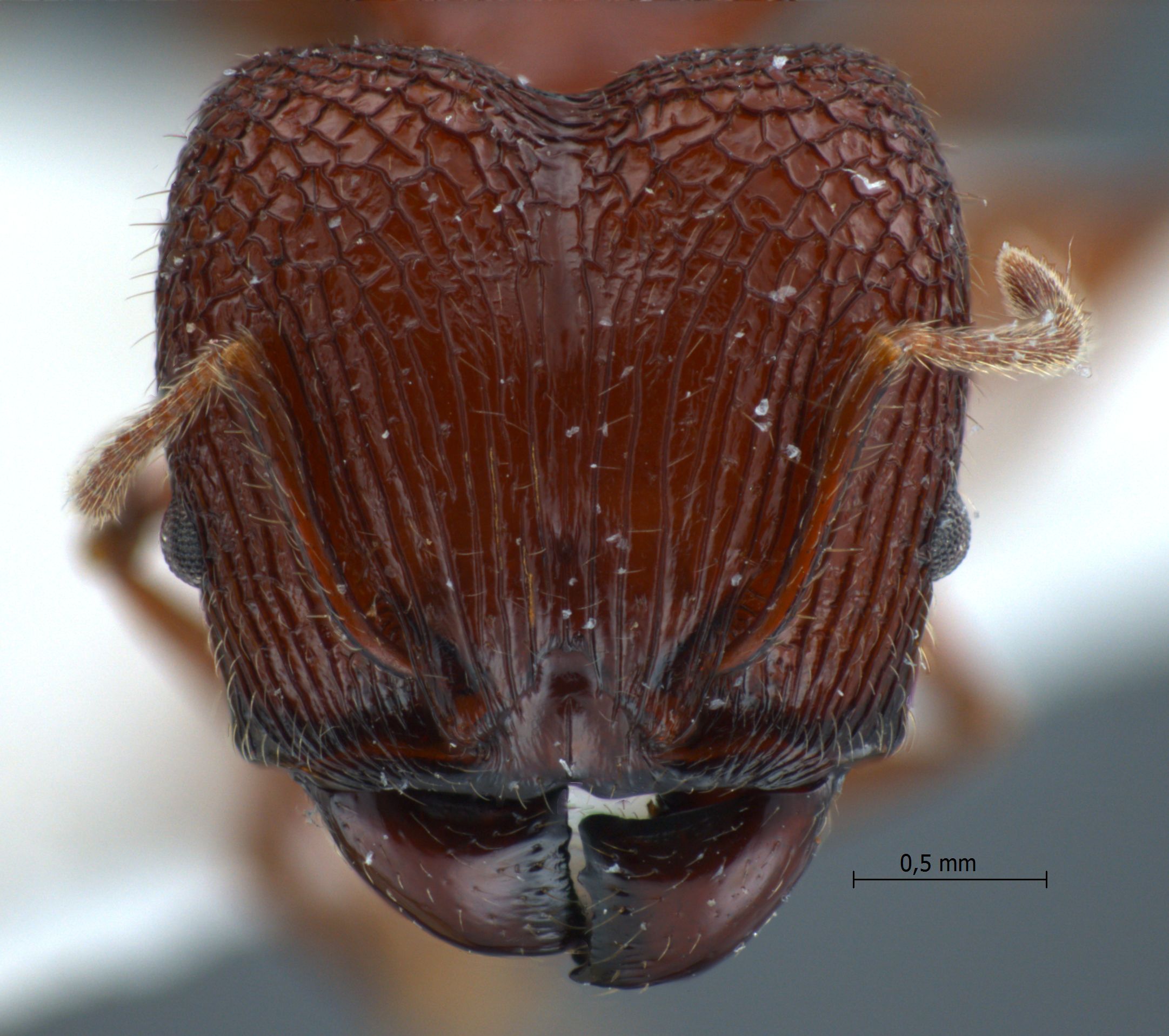 Foto Pheidole quadricuspis Emery,1900 frontal