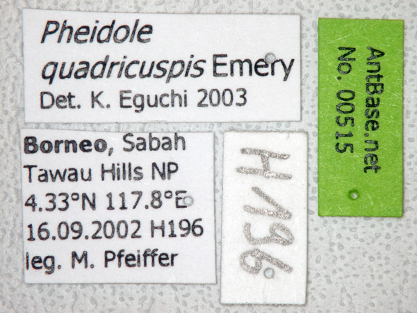 Foto Pheidole quadricuspis Emery,1900 Label