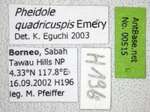 Pheidole quadricuspis Emery,1900 Label