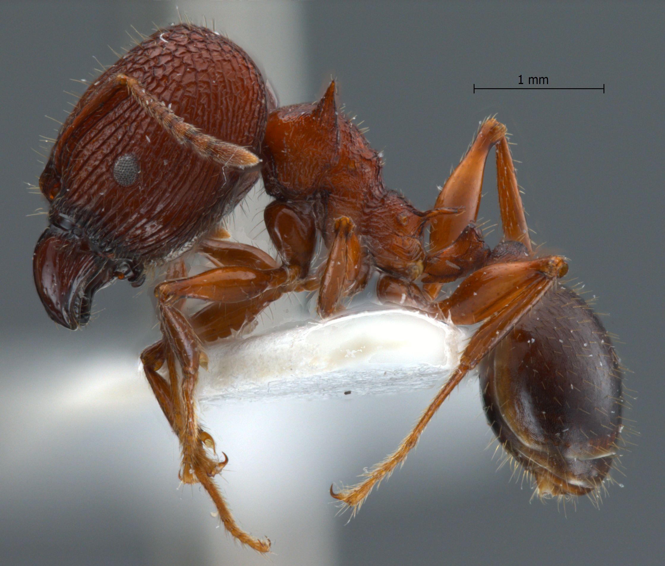 Foto Pheidole quadricuspis Emery,1900 lateral