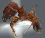 Pheidole quadricuspis Emery,1900 lateral