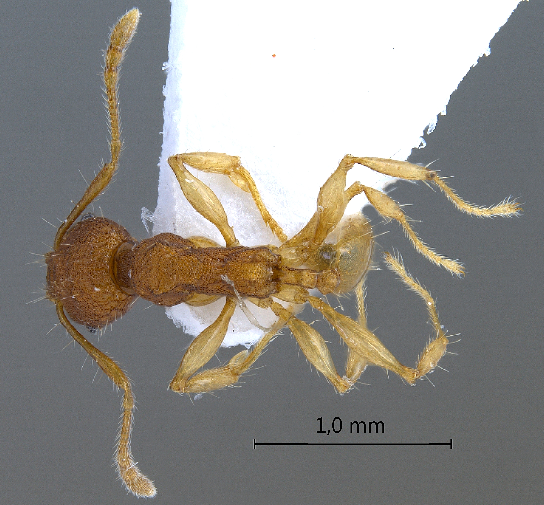 Foto Pheidole rabo Forel,1913 dorsal