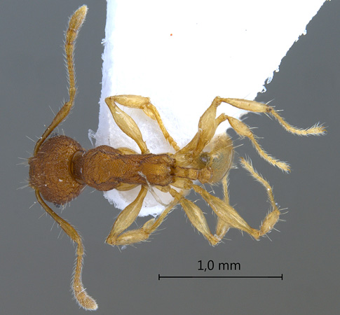 Pheidole rabo Forel,1913 dorsal