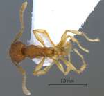 Pheidole rabo Forel,1913 dorsal