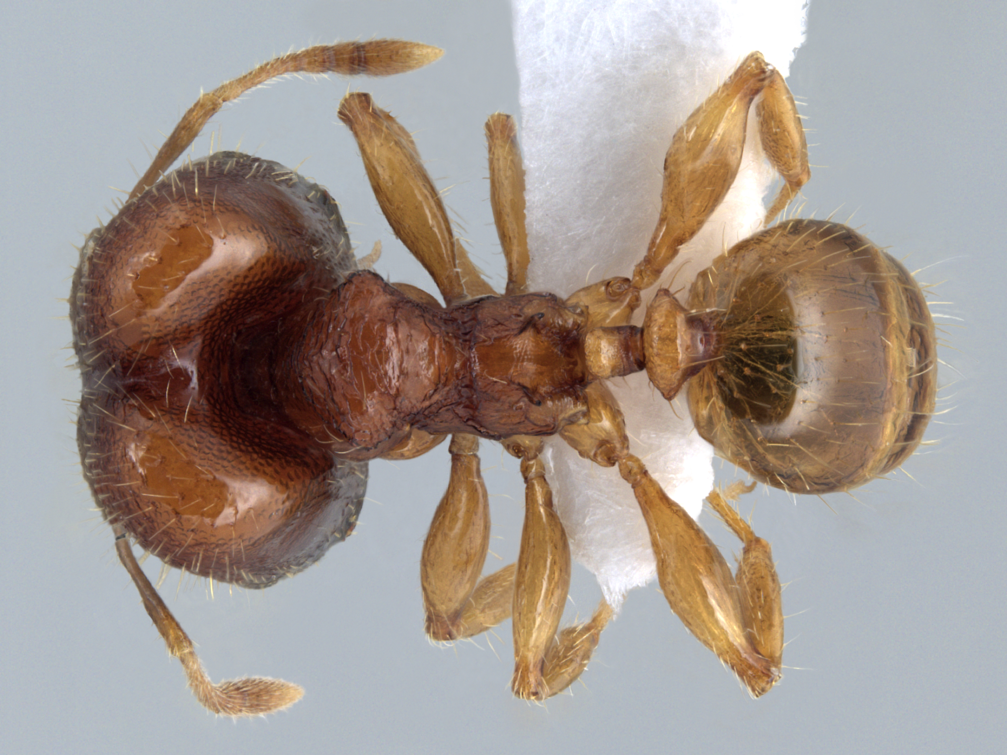 Foto Pheidole rabo Forel,1913 dorsal