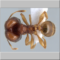 Pheidole rabo Forel,1913 dorsal