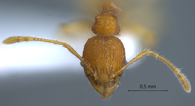 Pheidole rabo Forel,1913 frontal