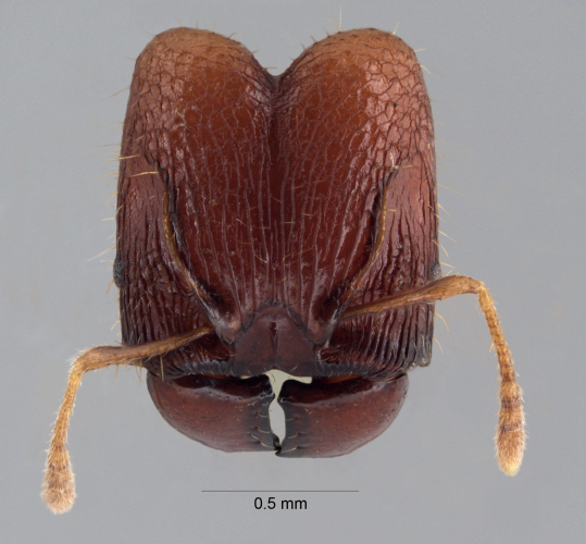 Pheidole rabo Forel,1913 frontal