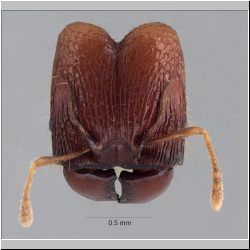 Pheidole rabo Forel,1913 frontal