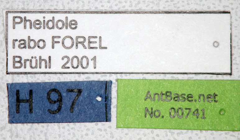 Foto Pheidole rabo Forel,1913 Label