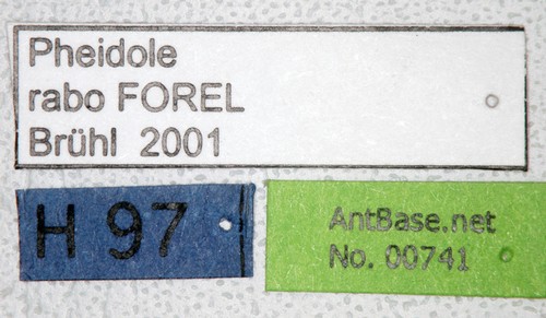 Pheidole rabo Forel,1913 Label