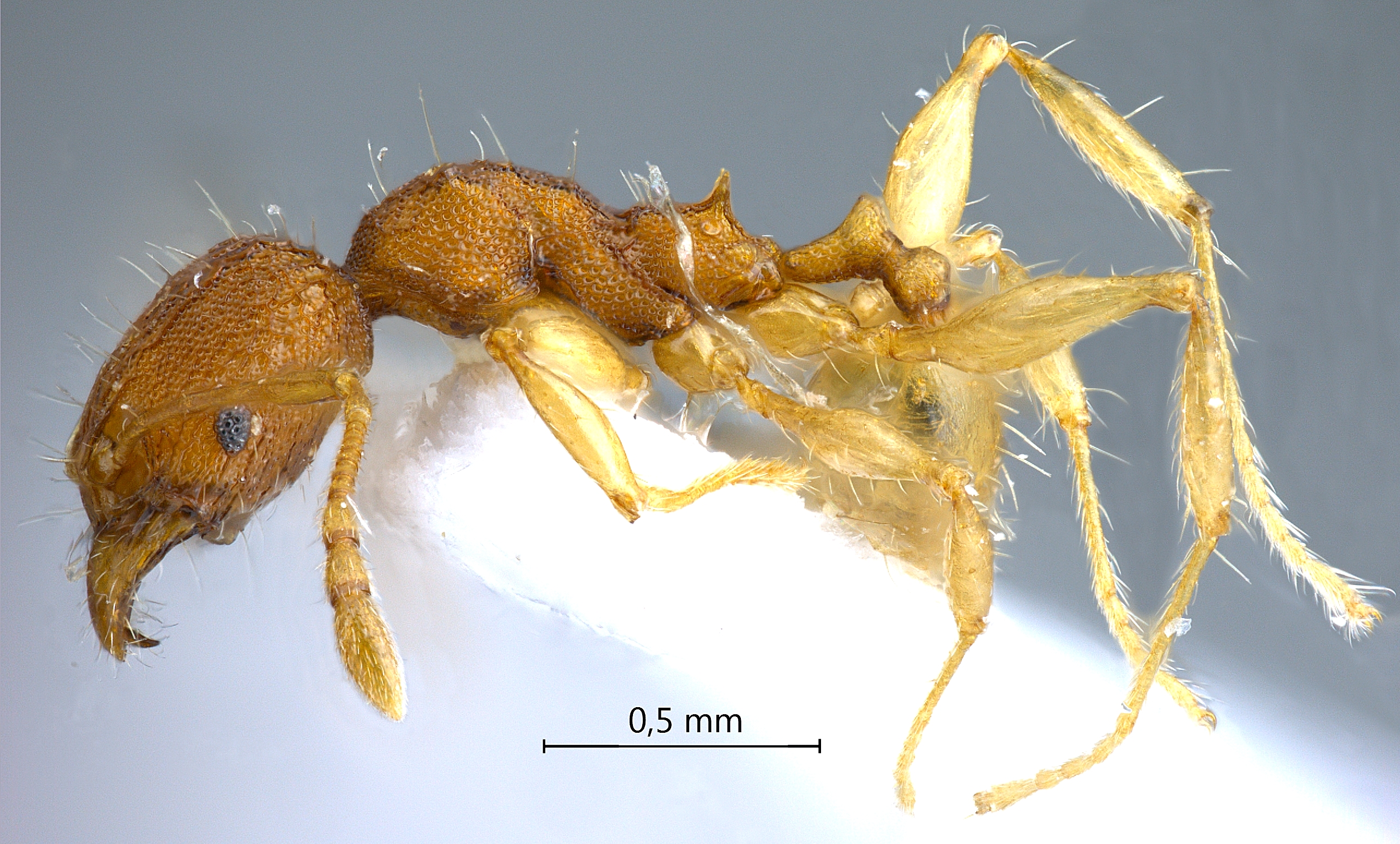 Foto Pheidole rabo Forel,1913 lateral