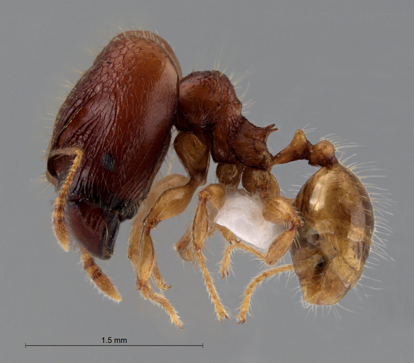 Foto Pheidole rabo Forel,1913 lateral