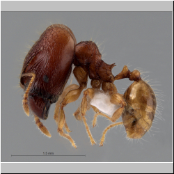 Pheidole rabo Forel,1913 lateral