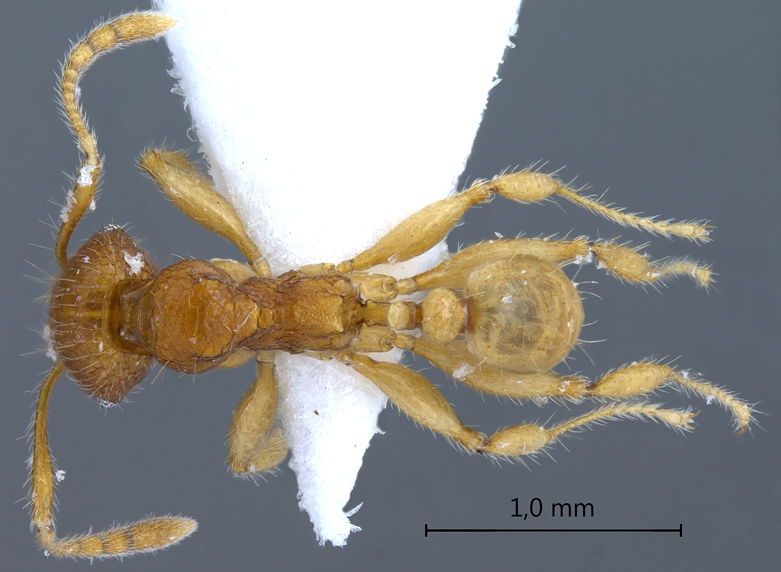 Foto Pheidole retivertex Eguchi,2001 dorsal