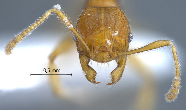 Pheidole retivertex Eguchi,2001 frontal