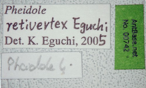 Pheidole retivertex Eguchi,2001 Label