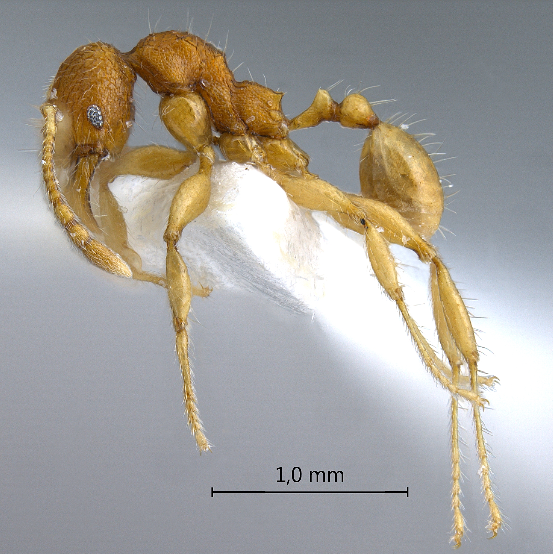 Foto Pheidole retivertex Eguchi,2001 lateral