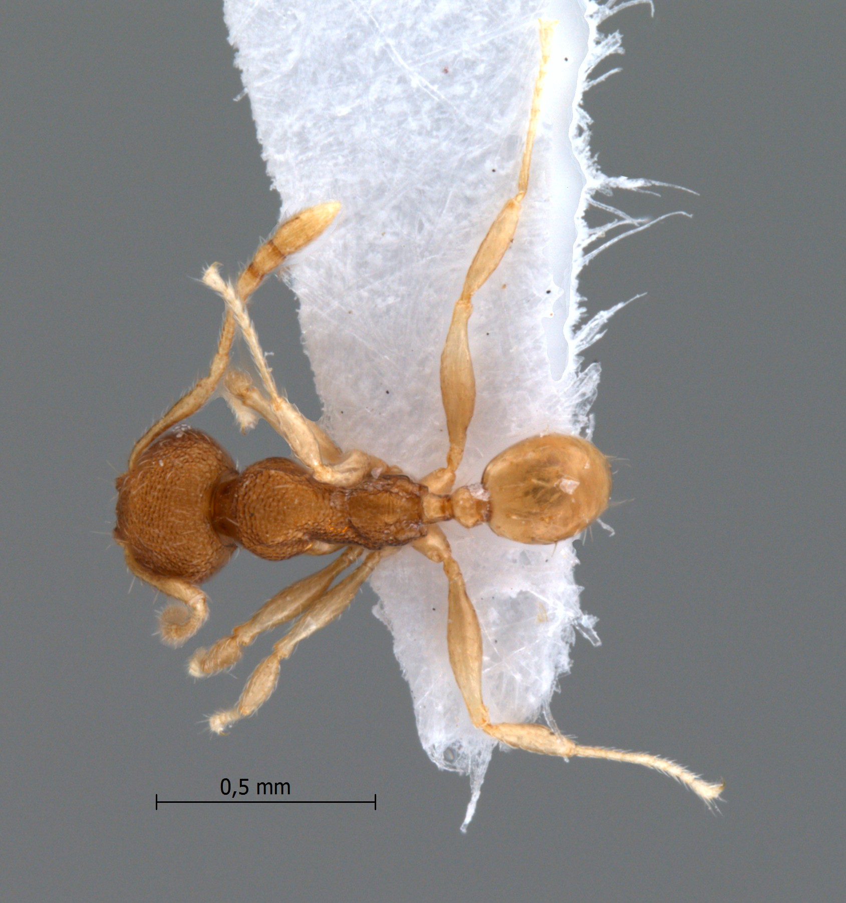 Foto Pheidole rugifera Eguchi, 2001 dorsal