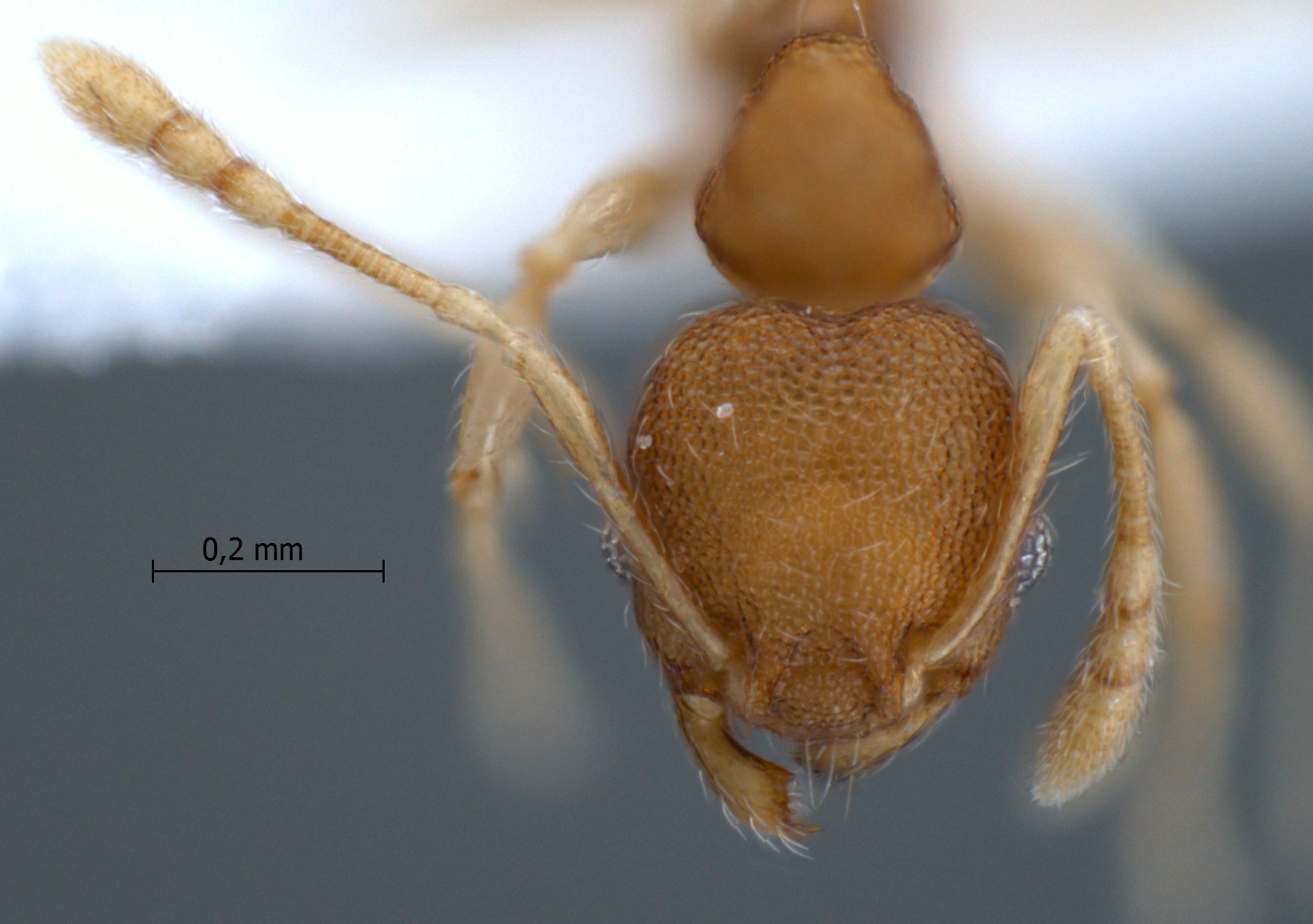 Foto Pheidole rugifera Eguchi, 2001 frontal